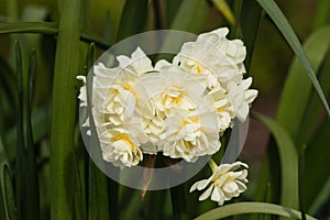 Cluster of daffodil flowers