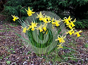 Cluster of Daffodils in the Woods