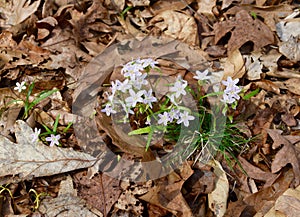 Cluster of dainty white and pink spring beauty flowers emerging from the forest floor.