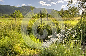 A cluster of Daisies grow along a branch in Cades Cove, part of the Smokies.