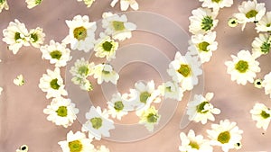 A cluster of daisies lies scattered, bathed in a warm, ambient light. They represent a yearning for organic authenticity