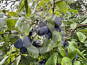 A cluster of damsons growing on the tree