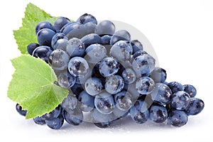 Cluster of dark blue grape with grape leaves on white background