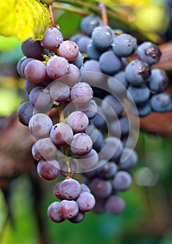 Cluster of a dark blue grapes on branch