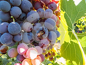 Cluster of a dark grape on the branch before harvesting, a bee feeding on a ripe grape