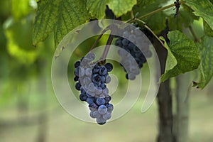 Cluster of dark purple grapes hanging on a vineyard branch