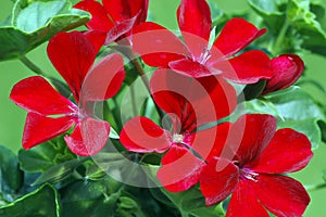 Cluster of Dark-Red Ivy Leaf Geranium Flowers