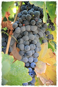 Cluster of dark wine grapes at a California vineyard. This image has a white border.