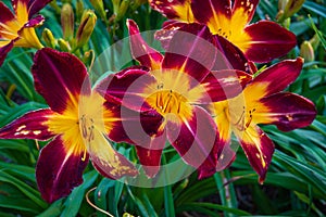 deep maroon and yellow daylilies