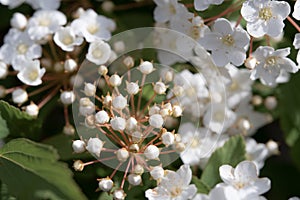 Cluster of Delicate White Flowers