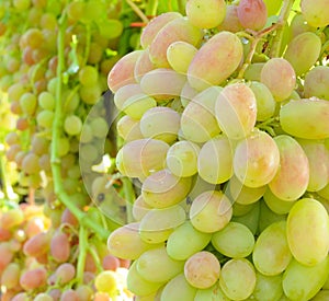 Cluster of desert grape