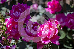 A cluster of double red Knock-Out roses in dappled sunlight.