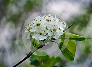 Cluster of Downy Serviceberry Flowers