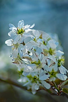 Cluster of Downy Serviceberry Flowers
