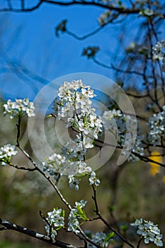 Cluster of Downy Serviceberry Tree