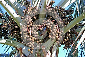 Cluster of drupes Bismark Palm tree