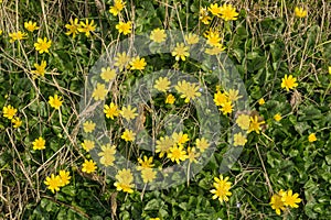 A Cluster of Early Spring Wildflowers