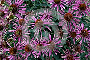 Cluster of Echinacea flowers on garden plant.