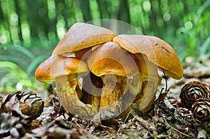 Cluster of edible mushrooms Suillus elegans grows in the woods