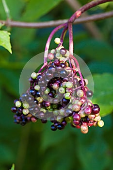 Cluster of Elderberries