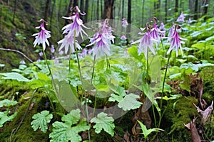 cluster of endangered calypso orchids in a forest