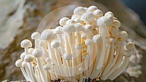 Cluster of enoki mushrooms with white stems and caps on a natural textured surface