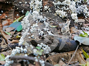 Cluster of Fairy Inkcap fungi growing on a dead tree