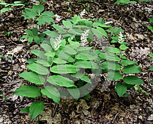 A cluster of false Solomon`s seal plants in a spring forest.