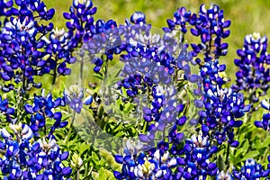 Cluster of the Famous Texas Bluebonnet Wildflowers.