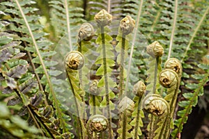 Cluster of fern fronds