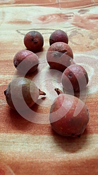 Cluster fig or Gular