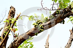 Cluster fig -Gular Tree Fruits