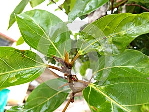 Cluster fig plant with leaves.