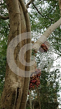 Cluster fig tree and fruit in Thailand