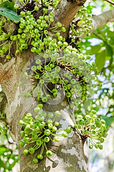 Cluster Fig Tree of Gular Fig Tree botanical name is Ficus Racemosa In Natural Garden.