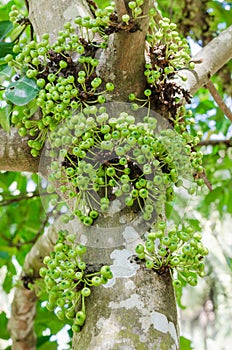 Cluster Fig Tree of Gular Fig Tree botanical name is Ficus Racemosa In Natural Garden.