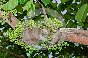 Cluster Fig Tree of Gular Fig Tree botanical name is Ficus Racemosa In Natural Garden.