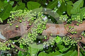 Cluster Fig Tree of Gular Fig Tree botanical name is Ficus Racemosa In Natural Garden.