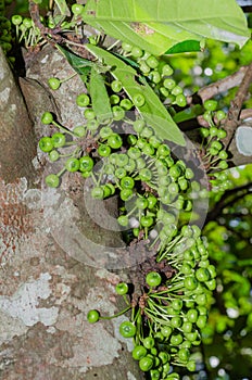 Cluster Fig Tree of Gular Fig Tree botanical name is Ficus Racemosa In Natural Garden.