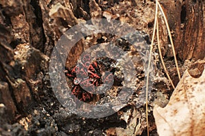 Cluster of firebugs Pyrrhocoris apterus