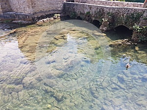 A cluster of fish found in the waterfalls of Krka Croatia