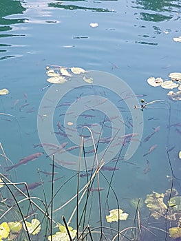 A cluster of fish found in the waterfalls of Krka Croatia