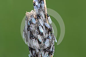 Cluster Flies with Pearl Wings