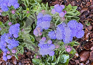 Cluster of Floss Flower Blue Bumble at the Dallas Blooms annual spring festival at the Dallas Arboretum.