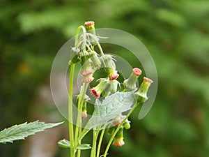 A cluster of flower buds of a plant found in Sinharaja forest areas