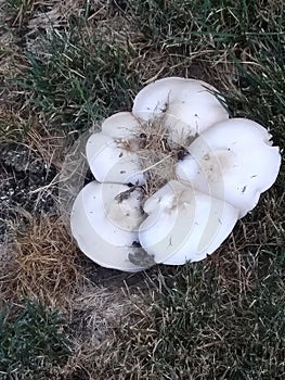 Cluster Flower shrooms