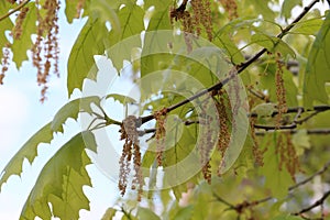 Cluster flowers bloom on oaks in spring