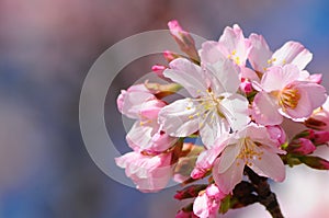 Cluster of flowing pink blossums