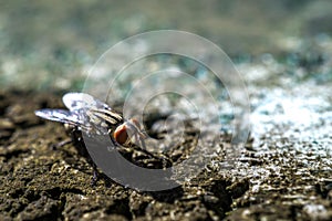 Cluster fly and blur background