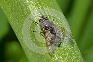 Cluster Fly - Genus Pollenia